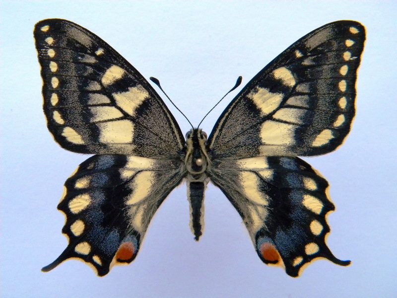 Papilio machaon (cold shock abb D) (Internet Image property of respective owner, non-commercial use only)